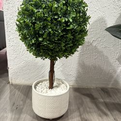 Faux boxwood Plant
