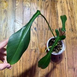 Philodendron Joepii Plant