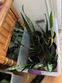 Plants $10 each