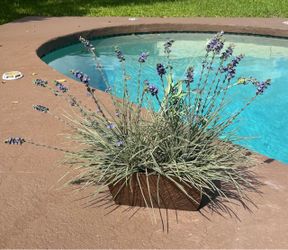 EUC Metal planter, purple flowers, & ornamental grass plant