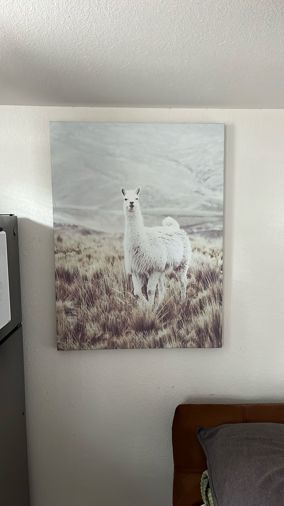 Llama Canvas Pictures