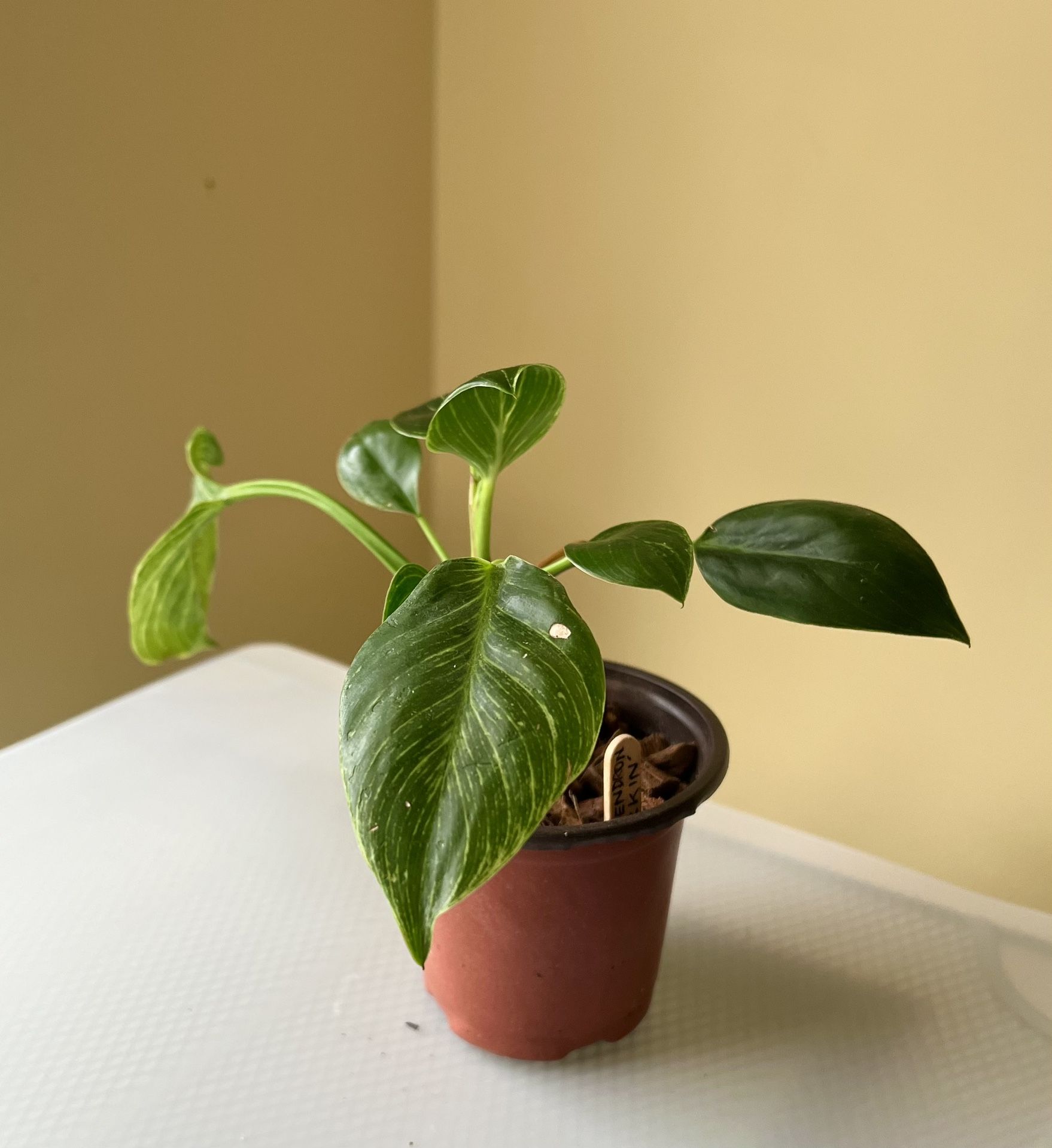 Philodendron Birkin
