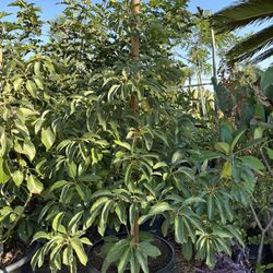 Avocado Trees