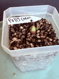 Alocasia Polly Sprouted Corm 🌱 Humidity Dome Included
