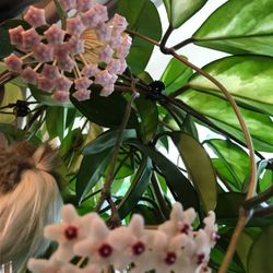 Hoya  Carnosa Well Established  Beautiful House Plant In Clay Pot 2 3/4"H.