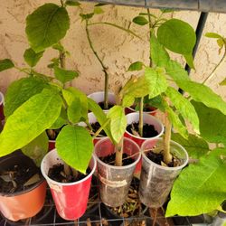 Small Plants $5 Each 