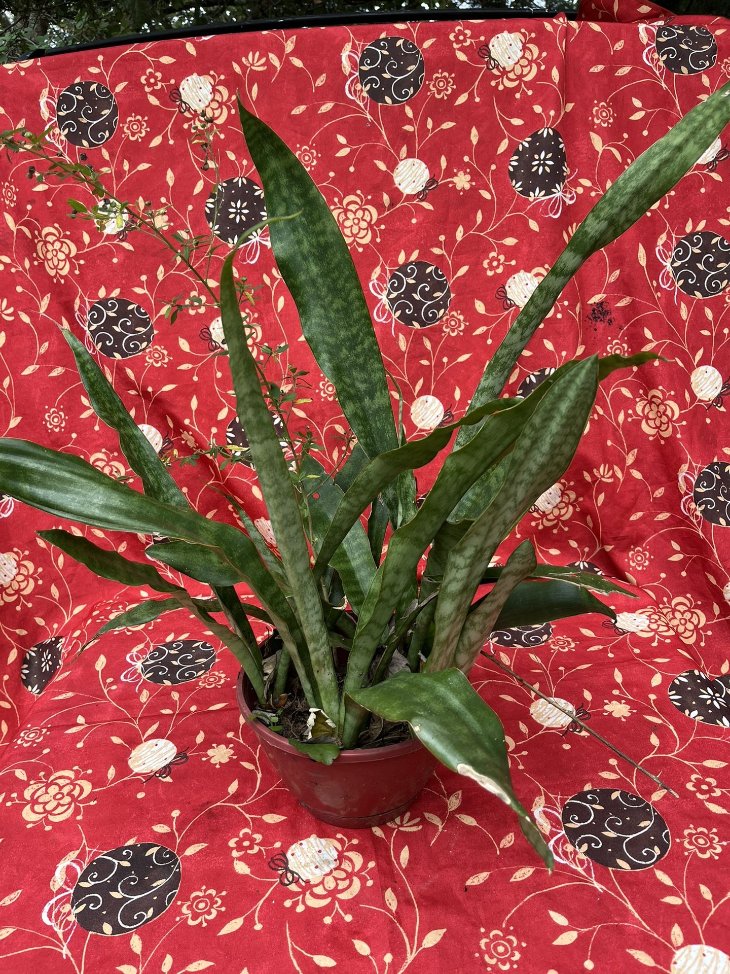 Snake Plant