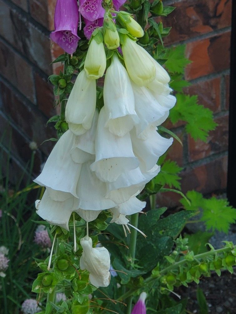 White & Pink Foxgloves 
