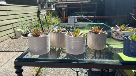 For beautiful white planter pots with free hens and chicks and babies!