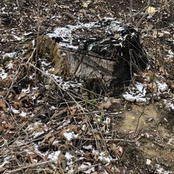 Tree stump 🌲🌲🌲🌲🪵🪵