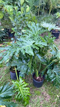 Large Philodendron Selloum in Black Pot