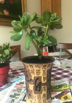 Jade plant