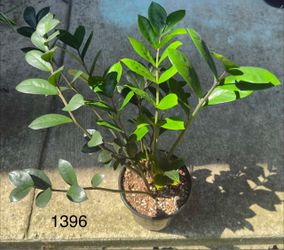 Vibrant ‘Chameleon’ ZZ Plant – Rare Color-Changing Foliage & Active Growth!
