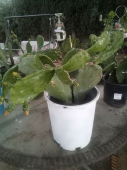 Very Large Blooming Prickly Pear Cactus in Pot – Rare Variety! ¡Gran Cactus Nopal