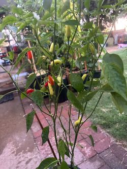 Thai super hot chili plant