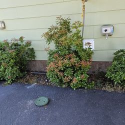 4 Plants FREE Japanese Pieris or Lily-of-the-Valley shrub.. 