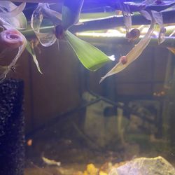 Ghost shrimp and ramshorn snails