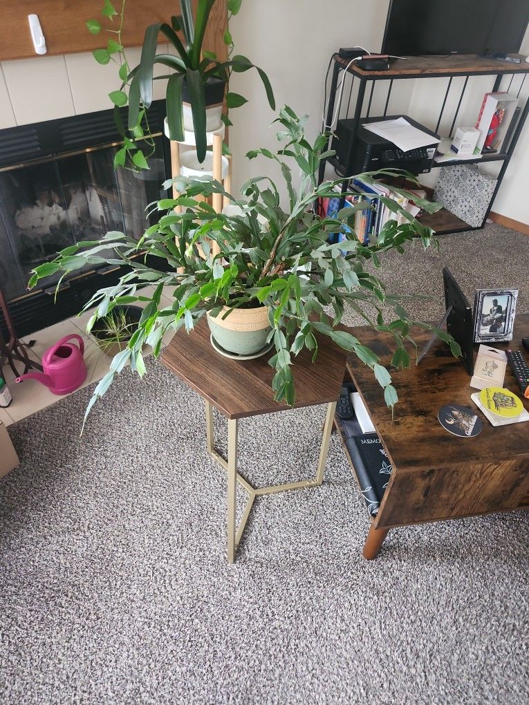 Christmas Tree Cactus