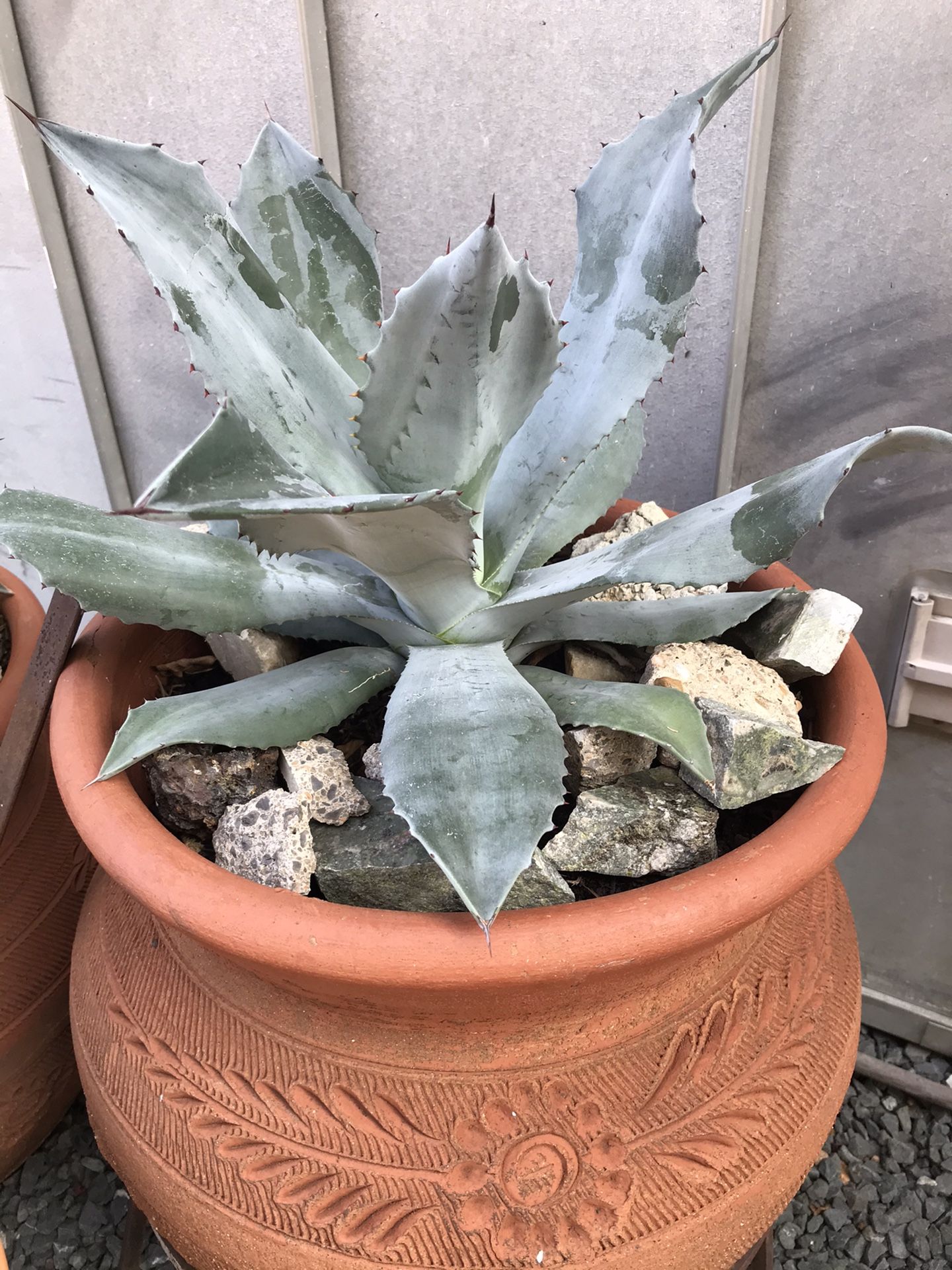 Healthy agave plant