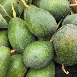 Avocados