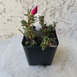 2 Inch Pot Succulent Plant - Rare Portulaca Gilliesii - Purple Rice - Rooted & Established - Drought Resistant 🪴 Great Baby Shower or Wedding Favors 