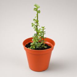 Jade plant (dwarf jade  also sold as a money plant.