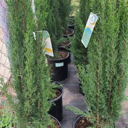 Pinos Italianos Cypress Blue 5gallon 3ft Tall 