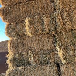 Alfalfa Hay