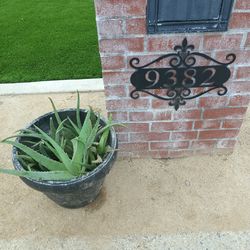 Free aloe vera