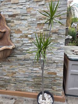 Beautiful Plant