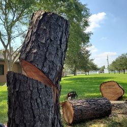 Limpieza De Árboles 