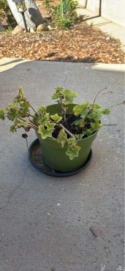 Potted Geranium Plant