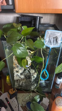Fish tank with two fish and a snail