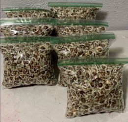 Moringa
