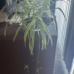 Giant Spider Plant 