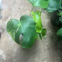 Monstera Aurea 