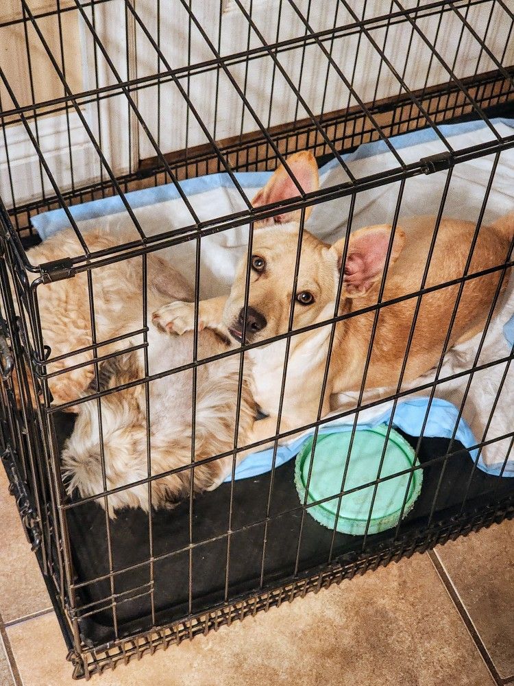Small Dog Crate