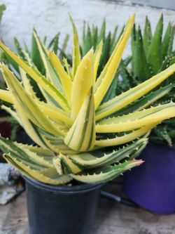 VARIEGATED  OLE VERÁ  PLANT $14.