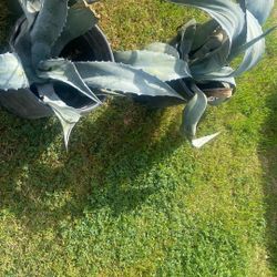 2 Large Agave Plants 
