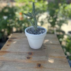 Single Cactus In Ceramic Pot 