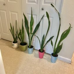 Snake Plants