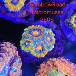 Rainbowroad Micro Reef Tank Decor 