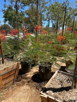 Mexican bird of paradise 15gal