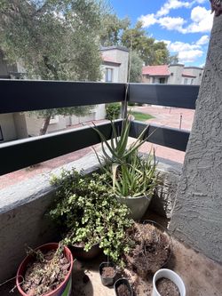 Plants