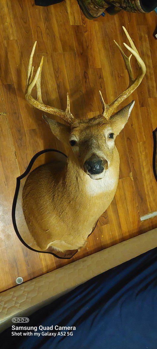 Deer Head Taxidermy 