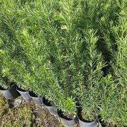 podocarpus Instant Privacy Hedge For Fence Green Full Ready 