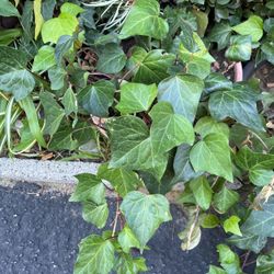Ivy Plants In A Pot 