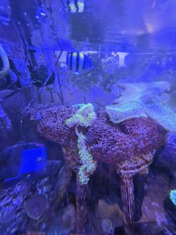 FOR SALE: Aquarium (150 gallon, glass) / mushrooms; lights; everything except the stand...