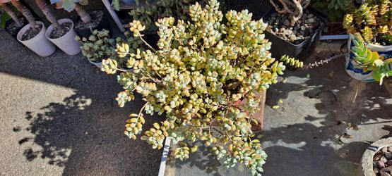 succulent plants