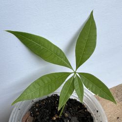 Rare 6-Leaf Money Tree Cutting – Lucky Starter Plant 💰🌿✨